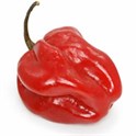 Chili Habanero RØD